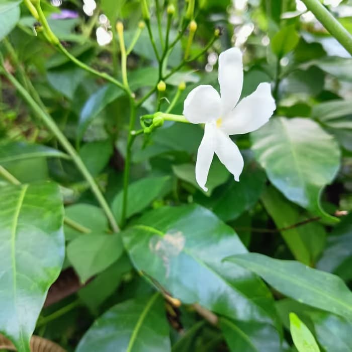 Gardenia