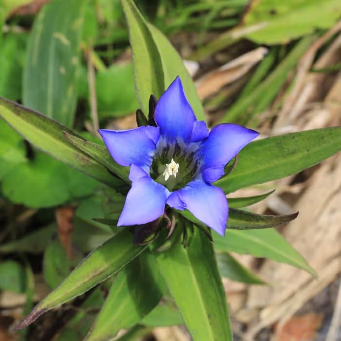 Genciana china