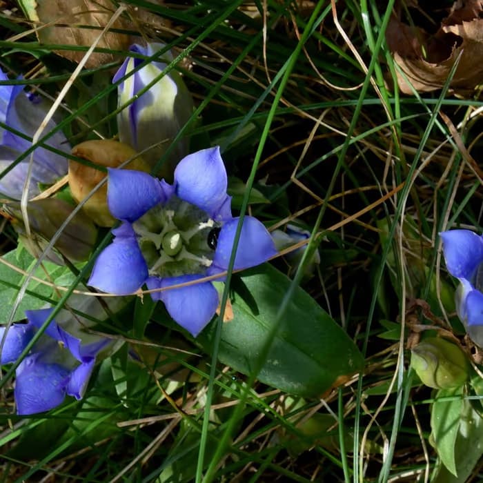 Genciana china