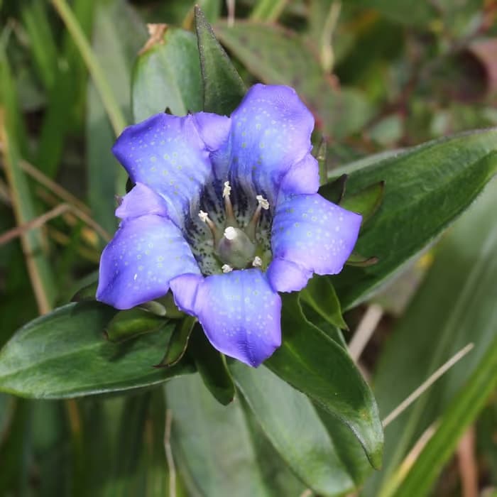 Genciana china