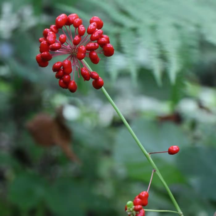 Ginseng