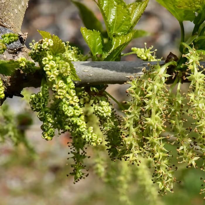 Hoja de morera