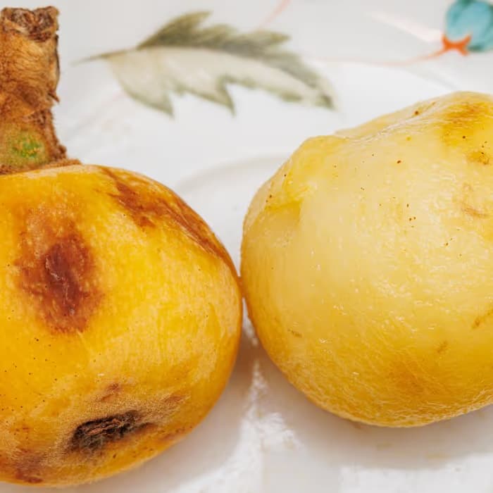 Hoja de nísperо