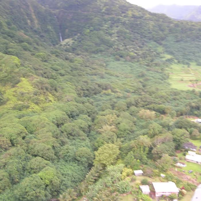 Kudzu (pueraria)
