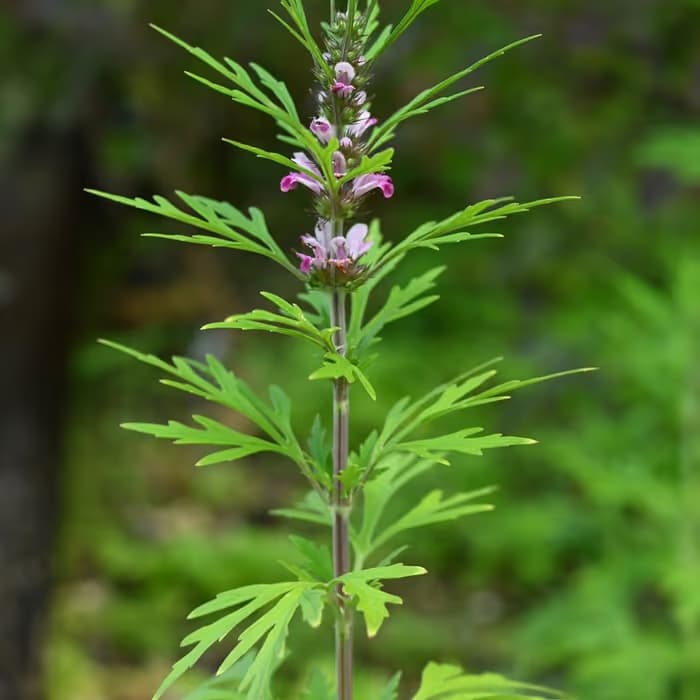 Leonuro (hierba madre china)
