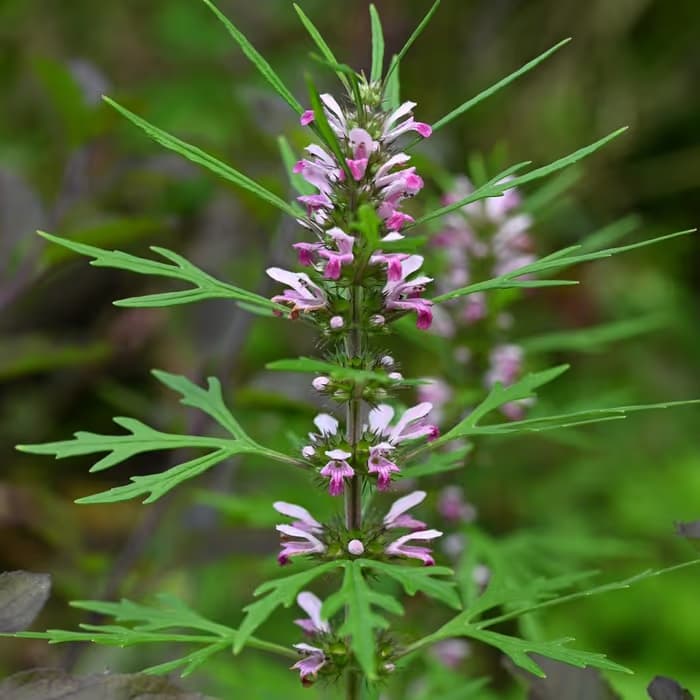 Leonuro (hierba madre china)