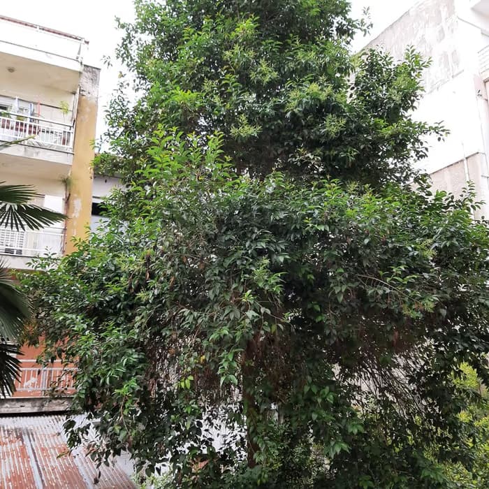 Ligustro