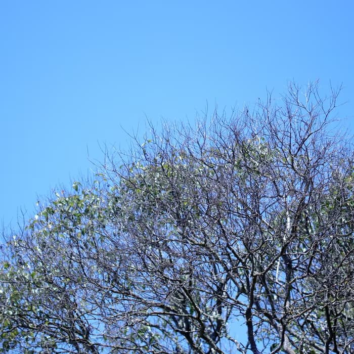 Ligustro