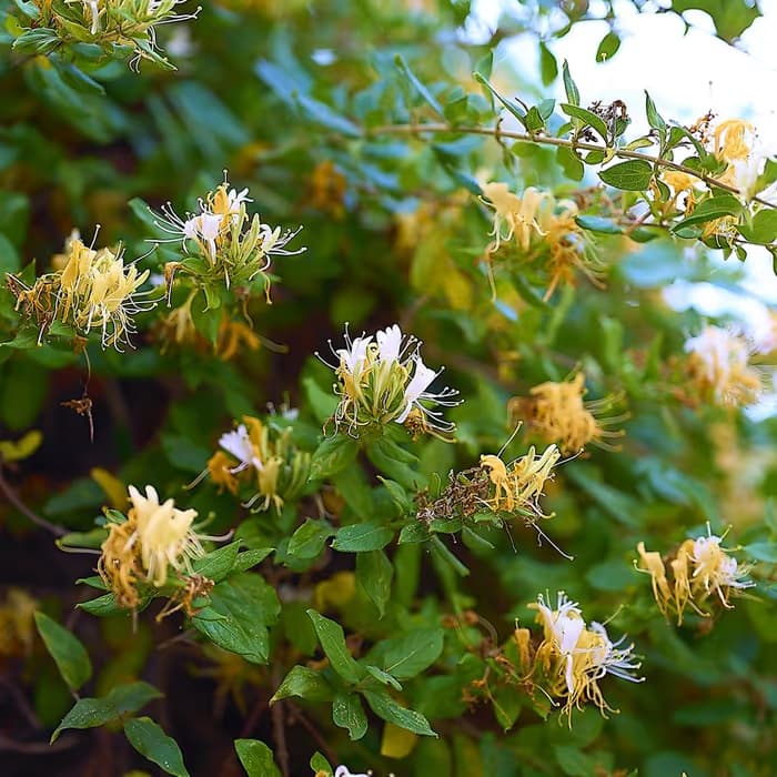 Madreselva japonesa