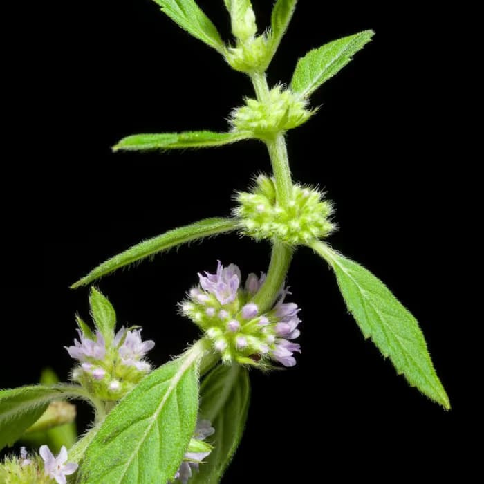 Menta china