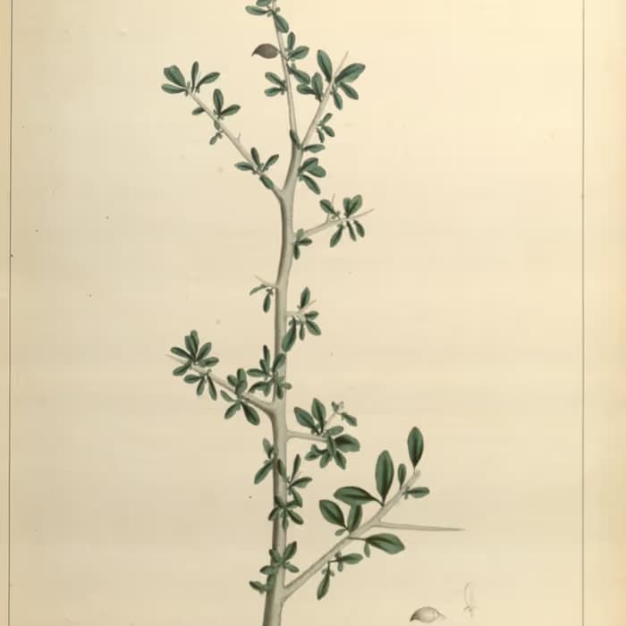 Mirra