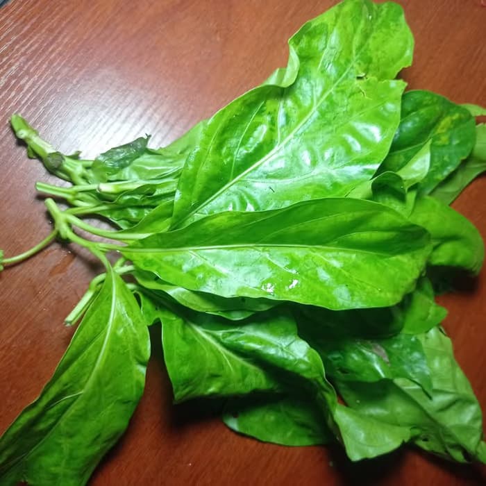 Morinda
