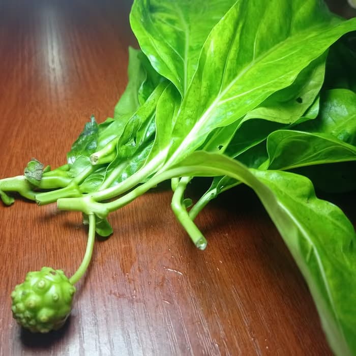 Morinda
