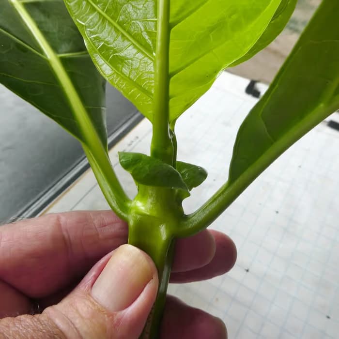 Morinda