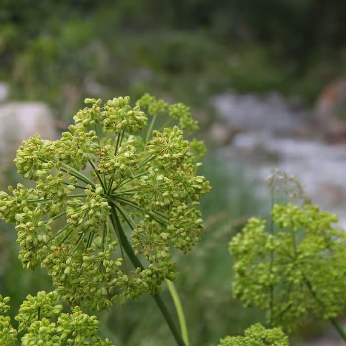 Notopterygium (qiang huo)