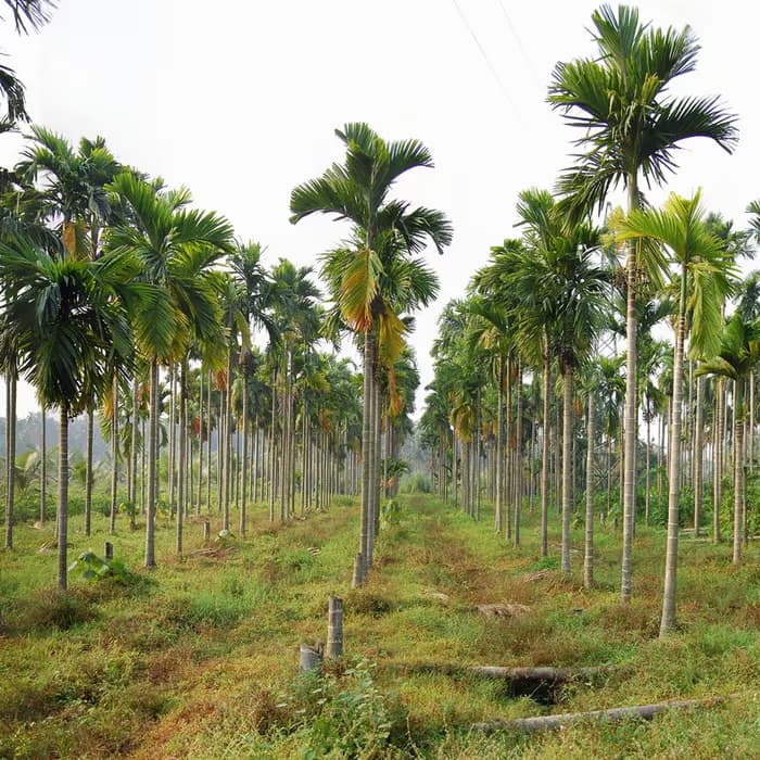 Nuez de areca