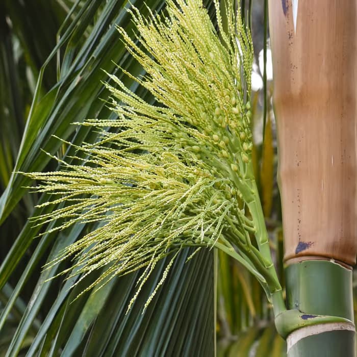 Nuez de areca