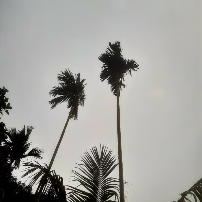 Nuez de areca