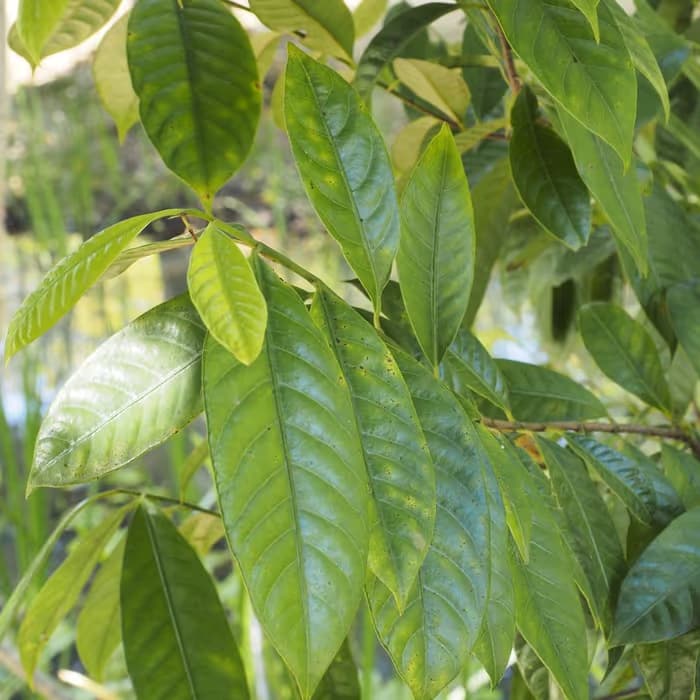 Nuez moscada (myristica)