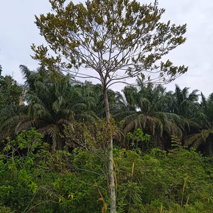 Nuez moscada (myristica)