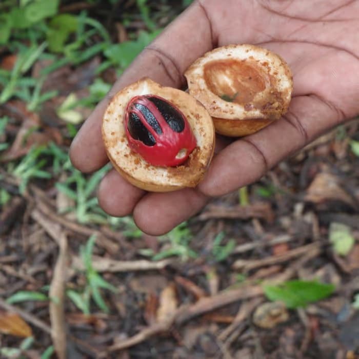 Nuez moscada (myristica)