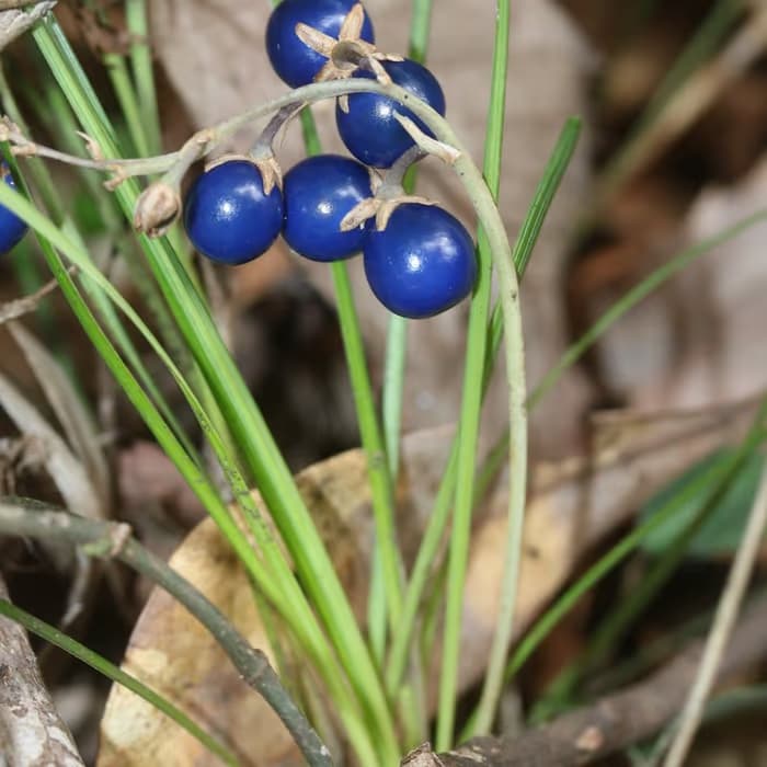 Ophiopogon