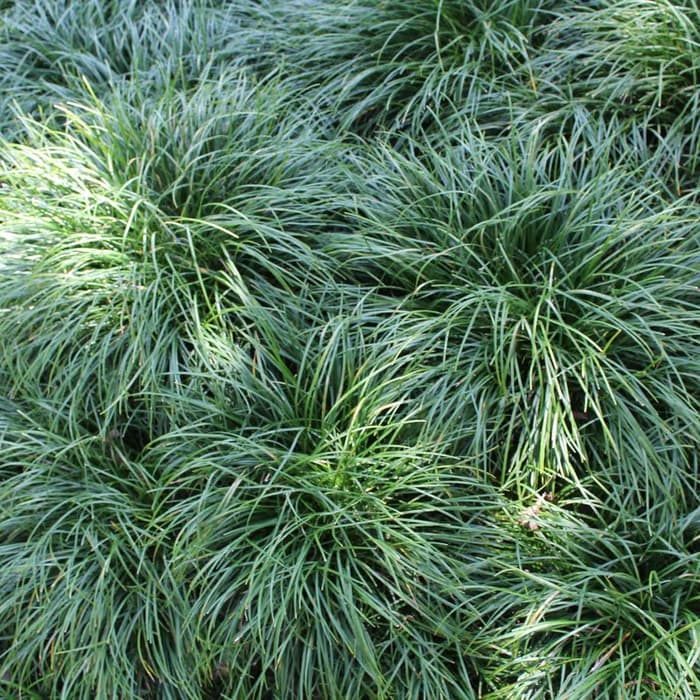 Ophiopogon