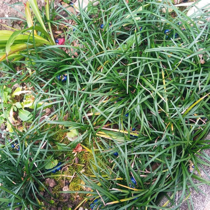 Ophiopogon