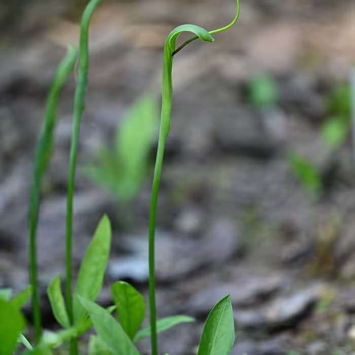 Pinellia (rizoma procesado)