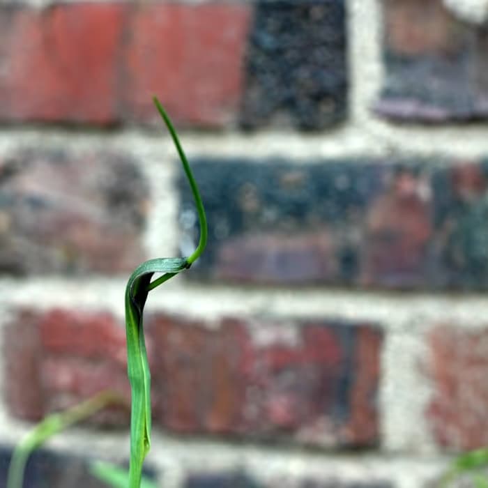 Pinellia (rizoma procesado)