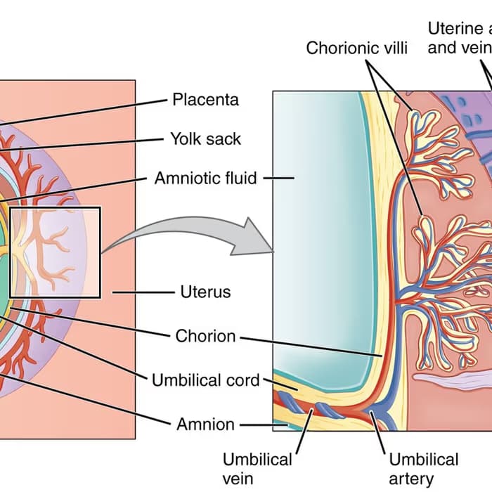 Placenta humana