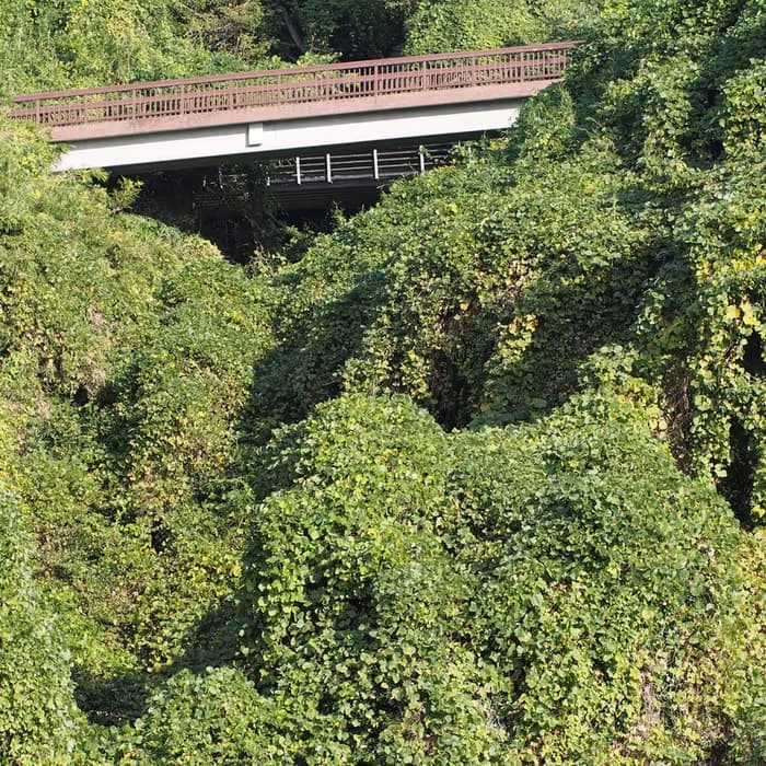 Pueraria de flores (ge hua)