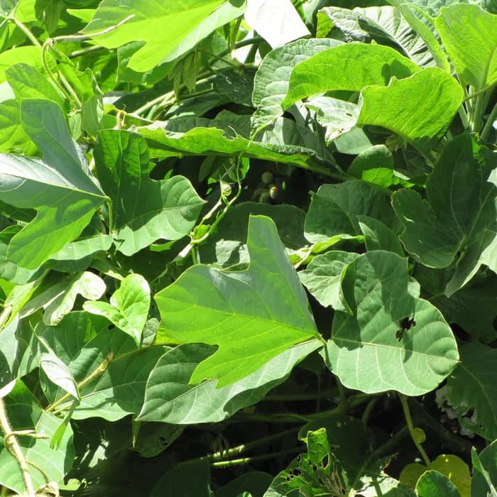 Pueraria de flores (ge hua)