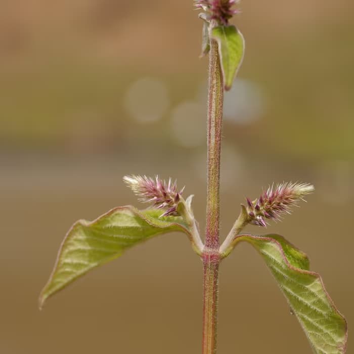 Raíz de achyranthes (cyathula)