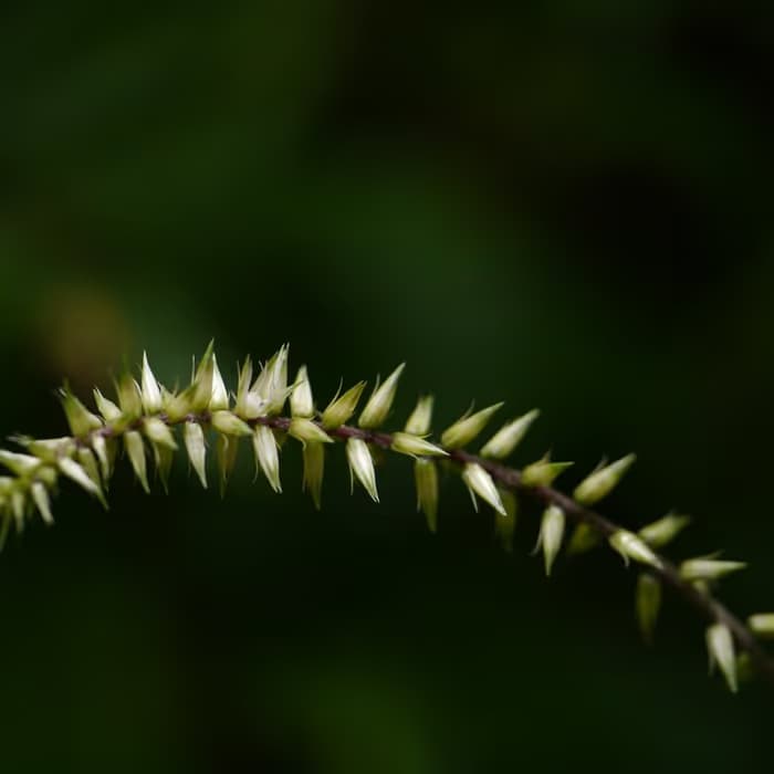 Raíz de achyranthes (cyathula)