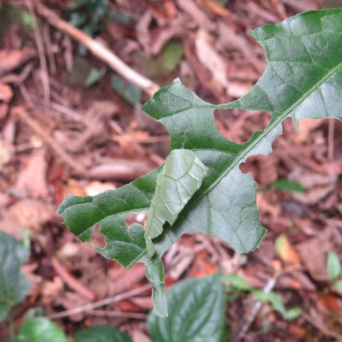 Raíz de achyranthes (cyathula)