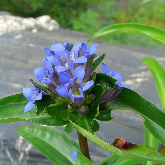 Raíz de Genciana macrófila