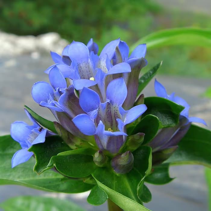 Raíz de Genciana macrófila