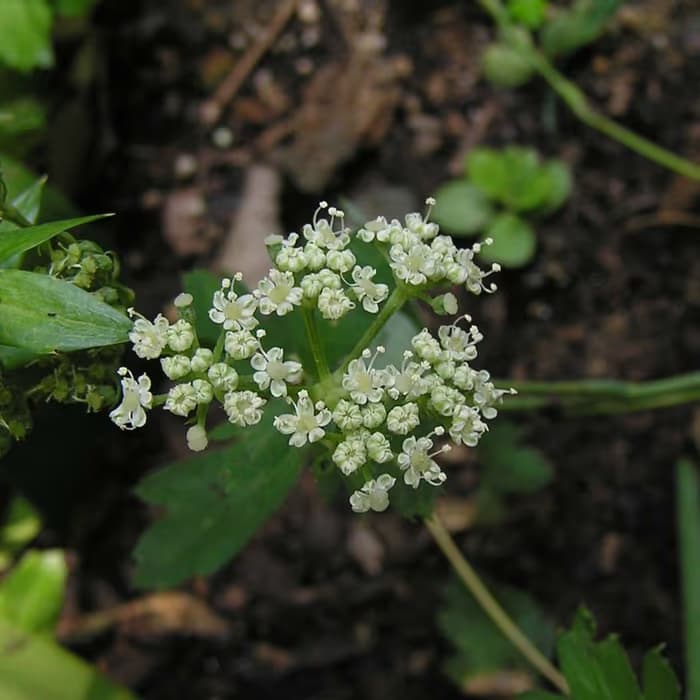 Raíz de Peucedanum