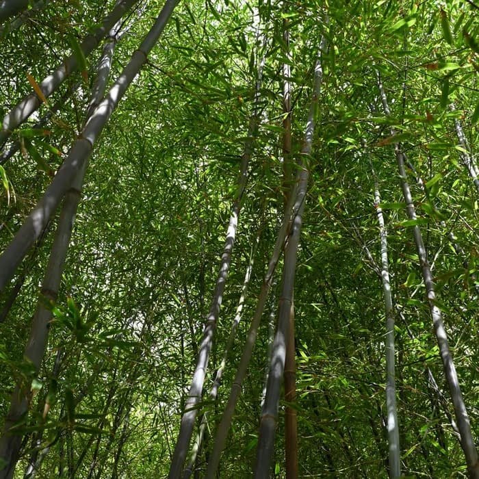 Raspaduras de bambú