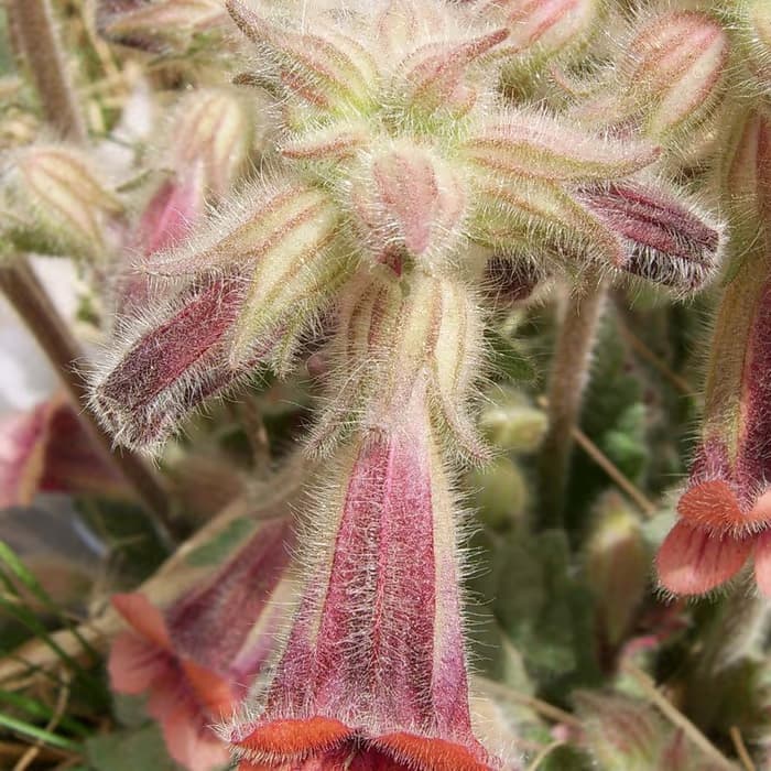 Rehmannia cocida