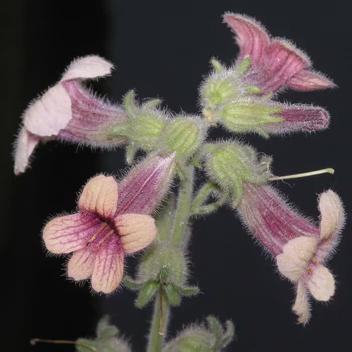 Rehmannia cocida