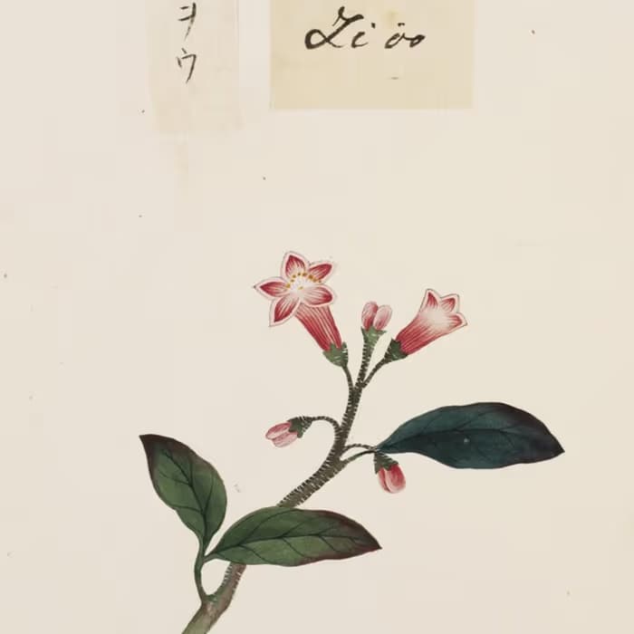 Rehmannia cocida