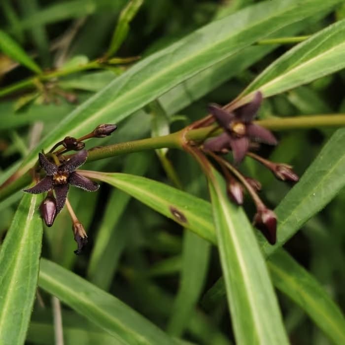 Rizoma de Cynanchum