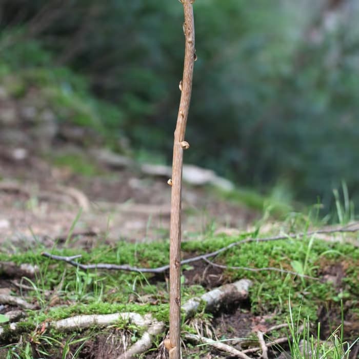 Rizoma de gastrodia