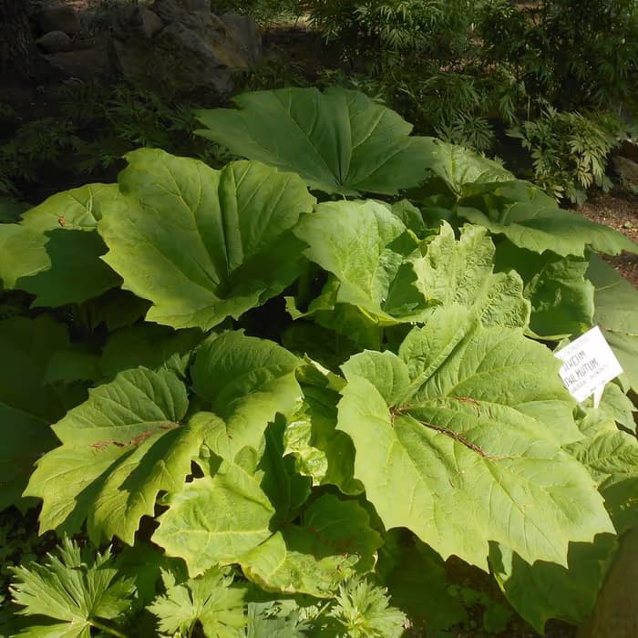 Ruibarbo chino