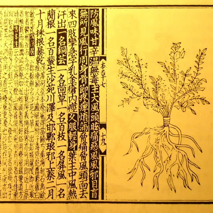 Saposhnikovia (fang feng)