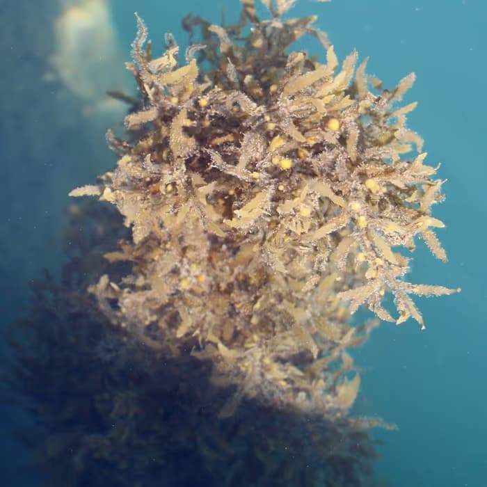 Sargazo marino