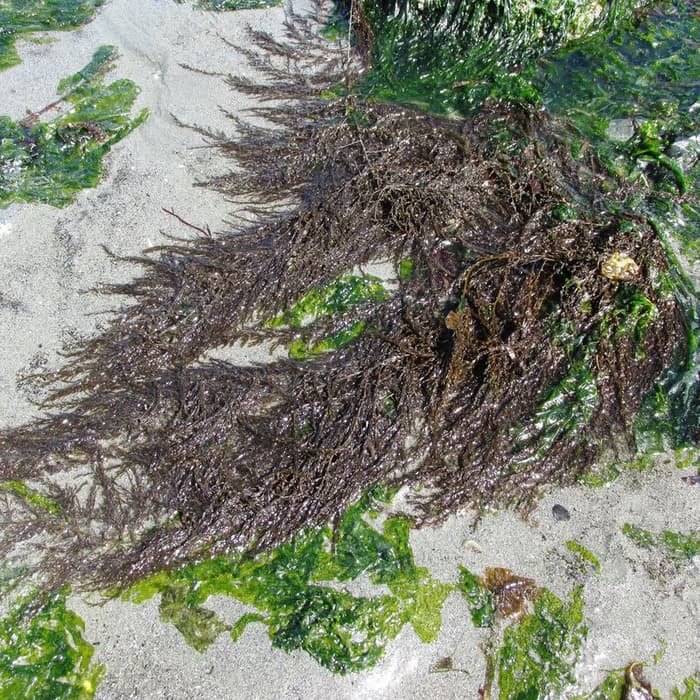 Sargazo marino