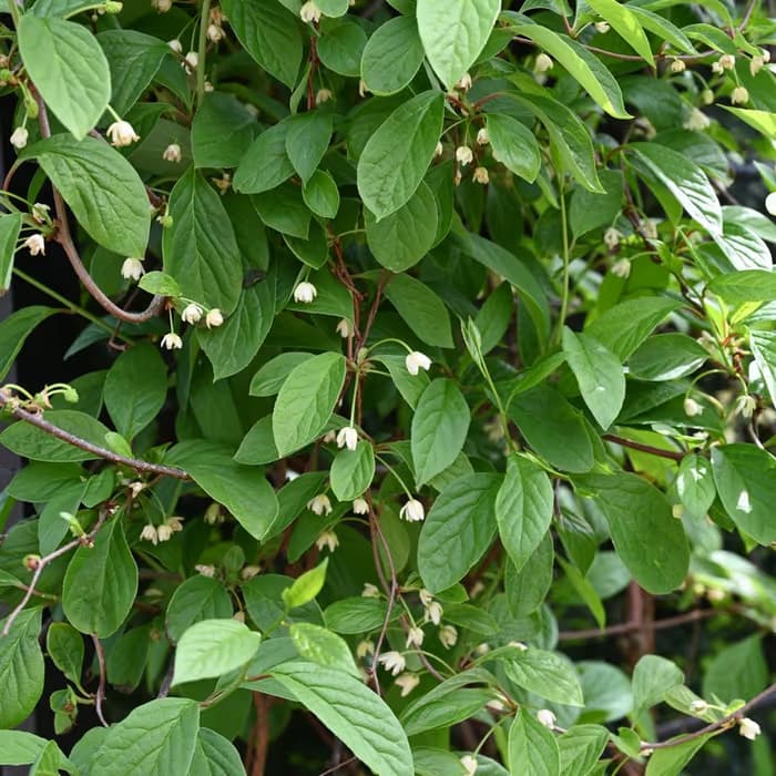 Schisandra